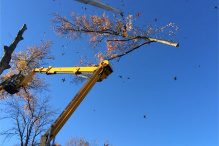 Tree cut down